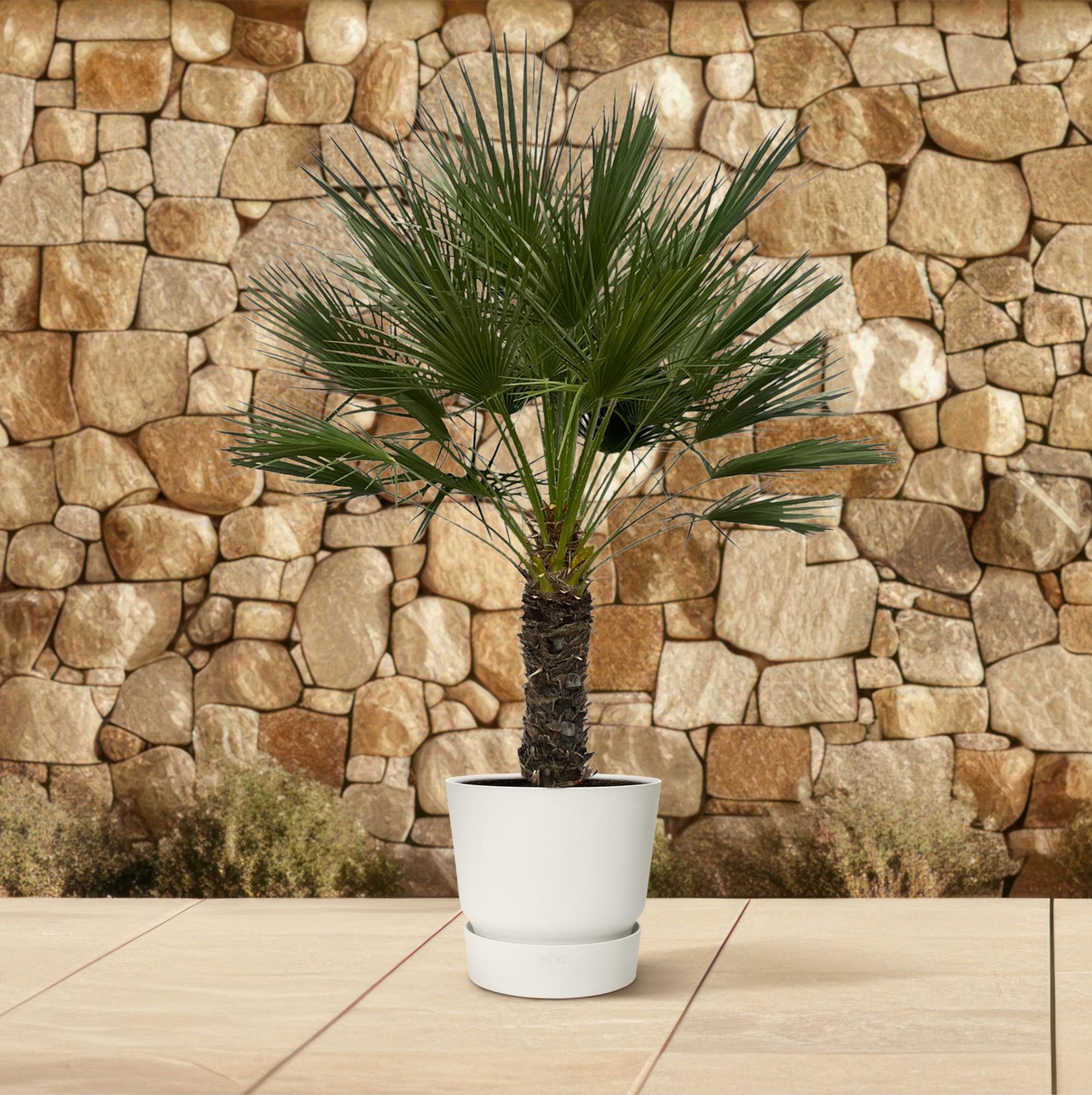Chamaerops Humilis palm in white pot against stone wall.