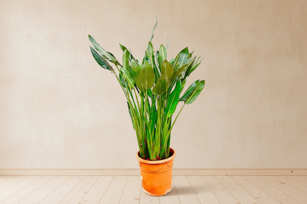 Strelitzia Reginae plant in a terracotta pot with elongated green leaves.