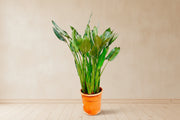 Paradijsvogelbloem (Paradijsvogelplant) op 150cm — XXLplant