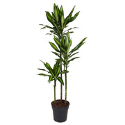 Dracaena Cintho 160cm - ø24