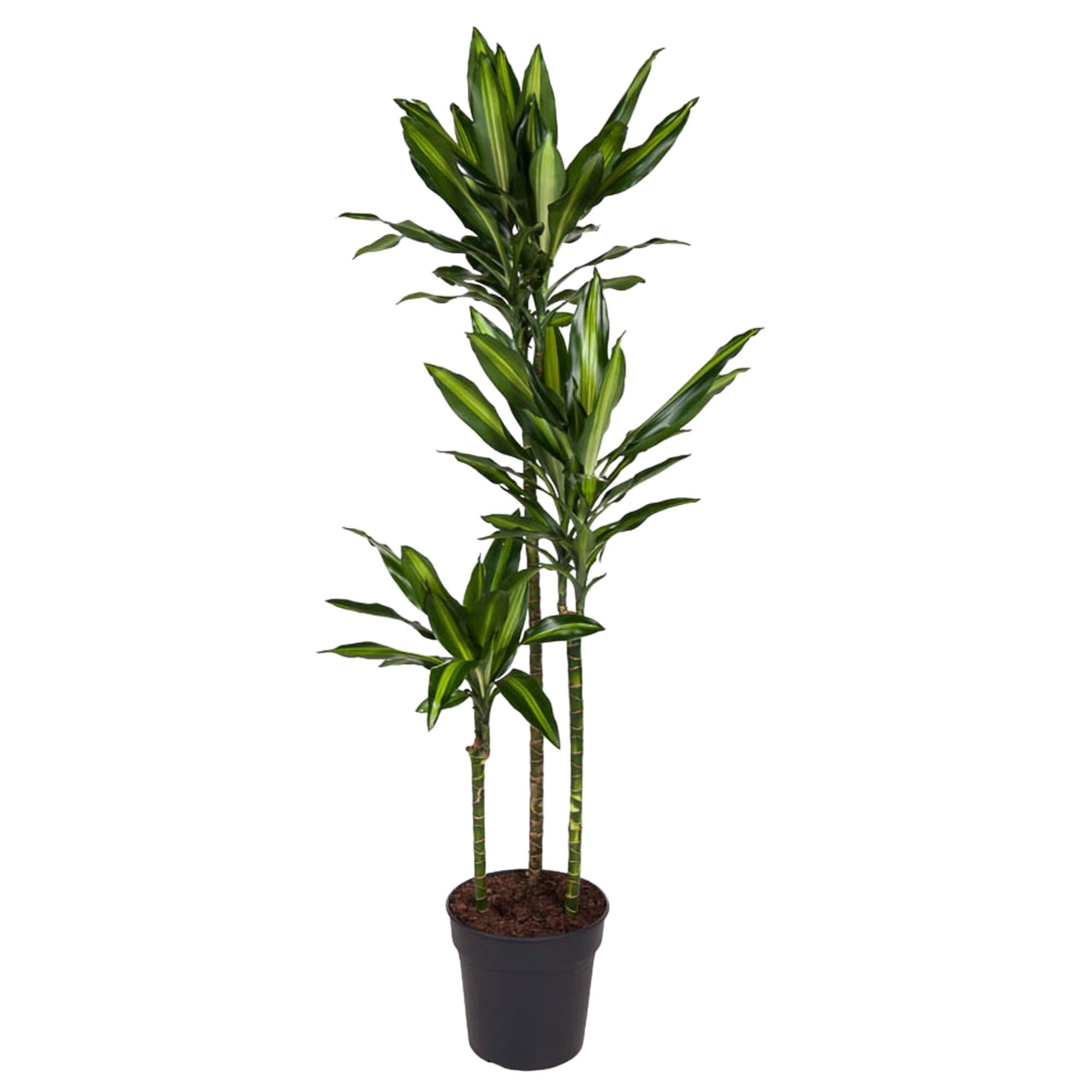 Dracaena Cintho 160cm - ø24