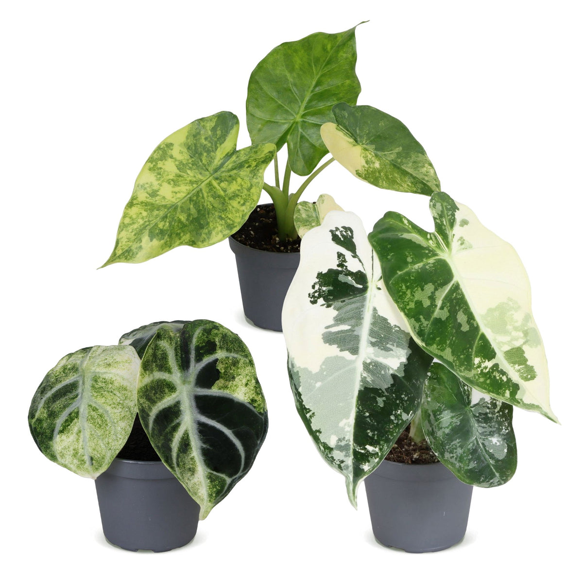 Baby-Alocasia Tricolour Variegata