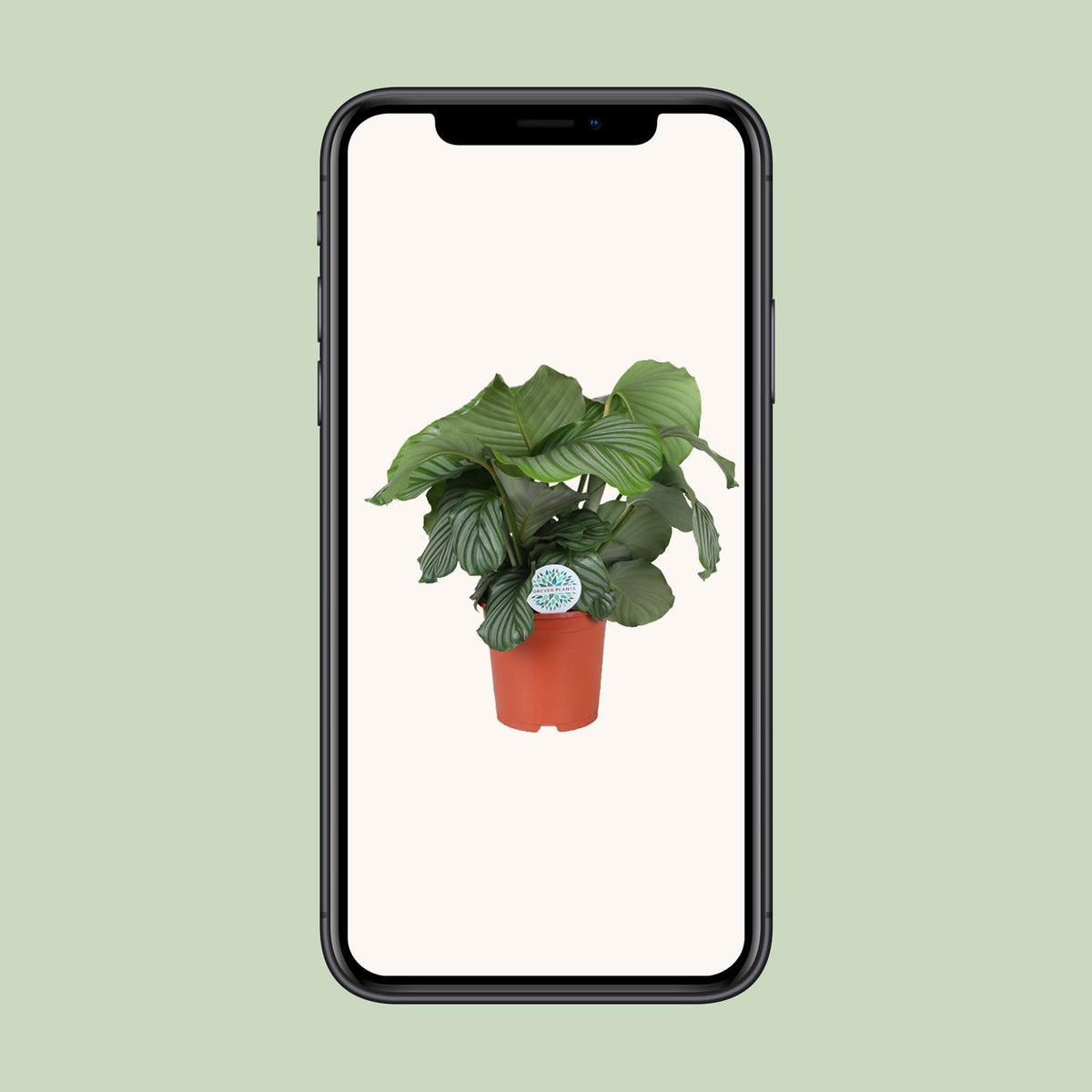 Calathea orbifolia