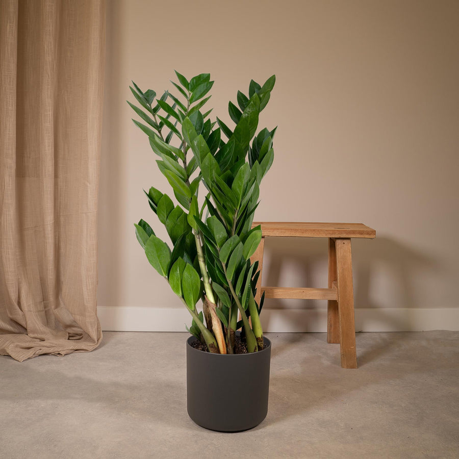 Zamiokulkas (Zamioculcas zamiifolia) 70 cm wysokości, doniczka ø17 cm