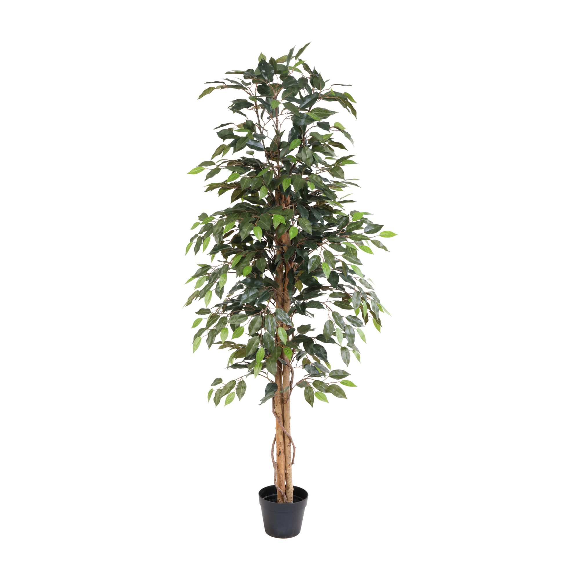 Kunstplant Ficus Benjamina 160cm - ø18