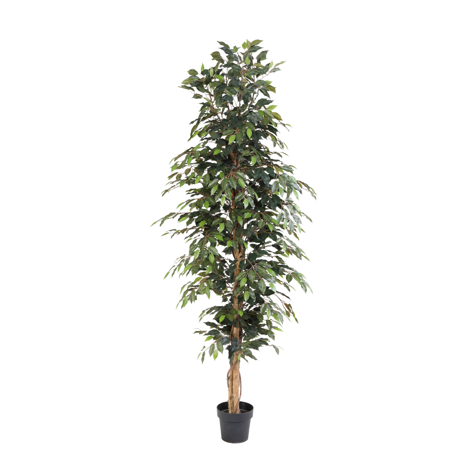 Kunstplant Ficus Benjamina 205cm - ø20