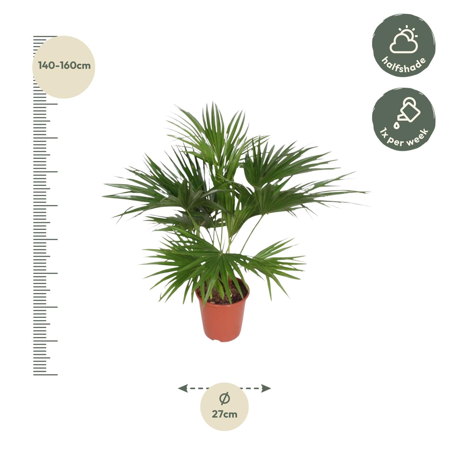 Livistona Chinensis - XXLplant