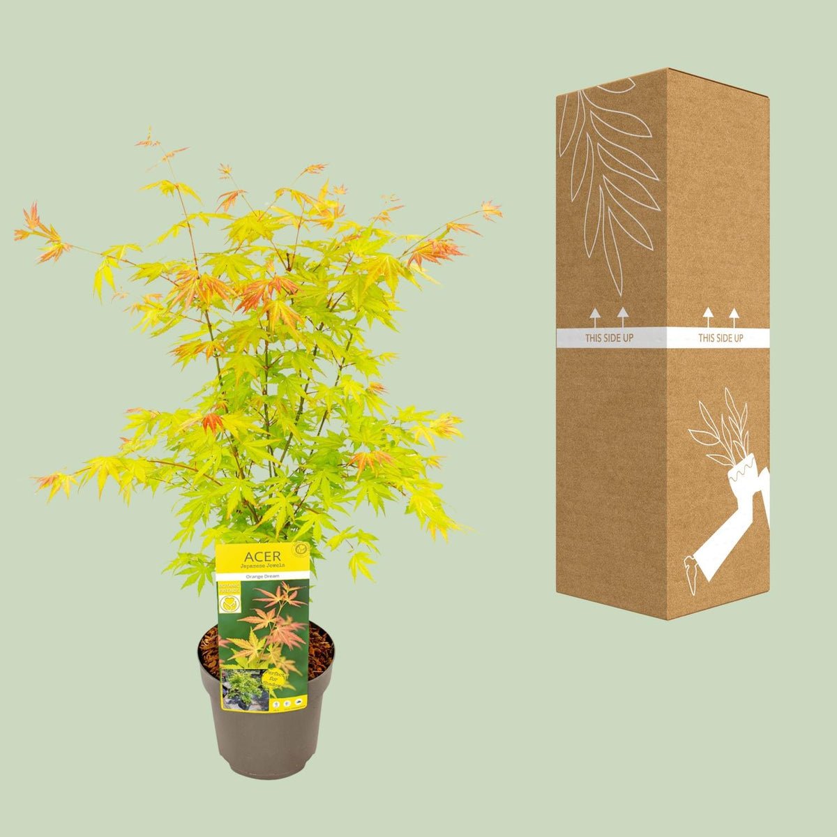 Érable du Japon 'Orange Dream' 50 cm de haut, pot ø19 cm