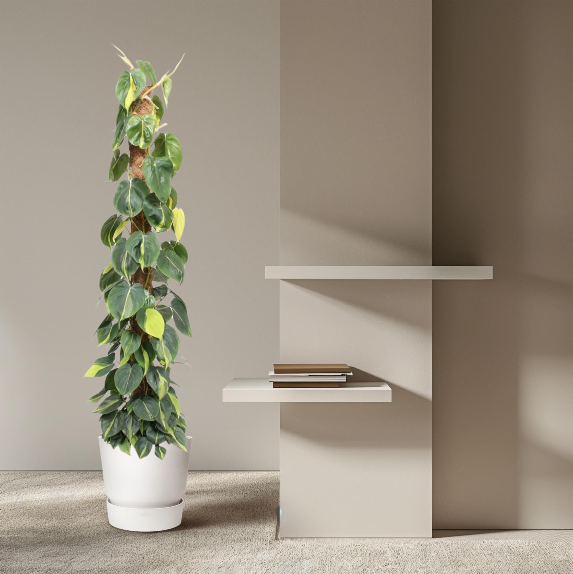 Philodendron scandens Brasil aan mosstok 150 cm hoog, pot ø27 cm
