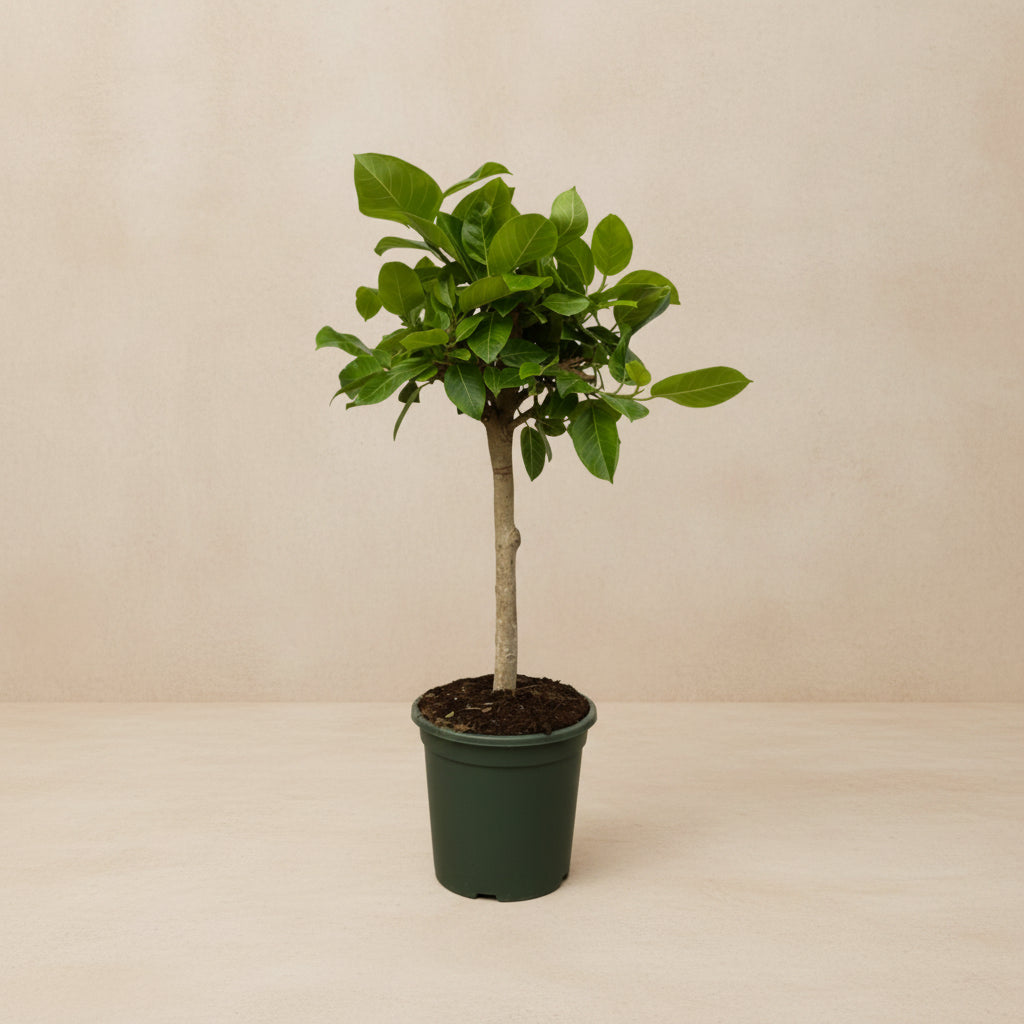 Ficus Altissimo variegata 100 cm hoog, pot ø21 cm
