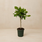 Ficus Altissimo variegata 100 cm hoog, pot ø21 cm