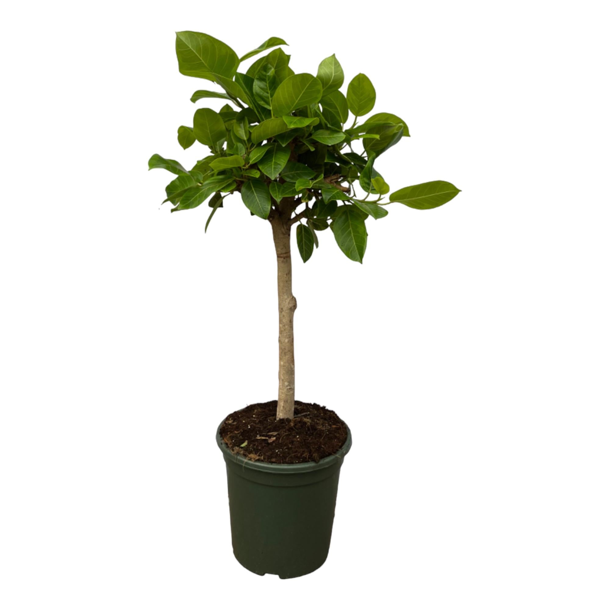 Ficus Altissimo variegata 100 cm hoog, pot ø21 cm