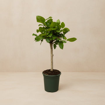 Ficus Altissimo variegata 100 cm de haut, pot ø21 cm