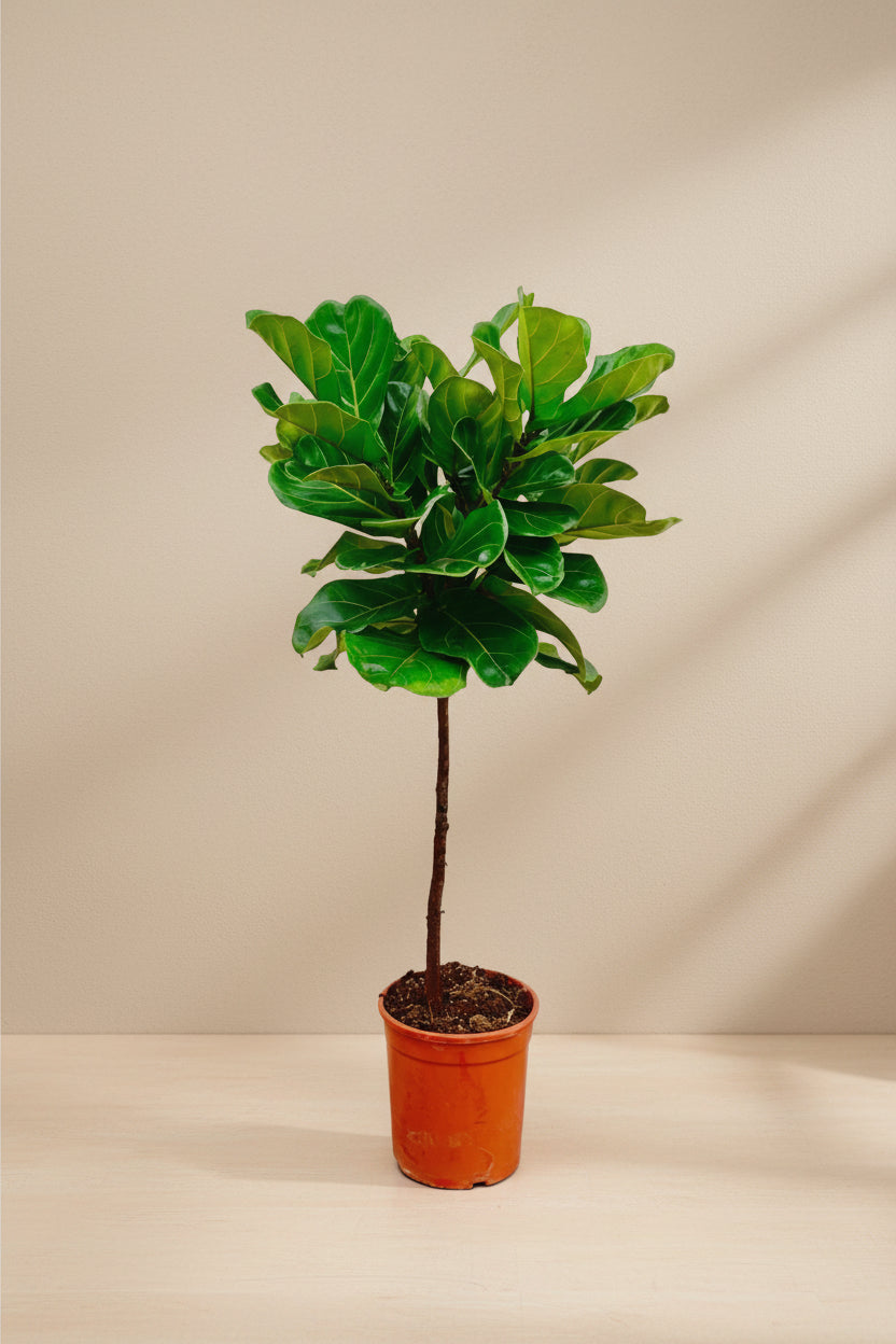 Ficus Lyrata stam - 130 cm - ø24