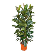 Ficus Elastica Robusta struik Ø27 140cm - ø27