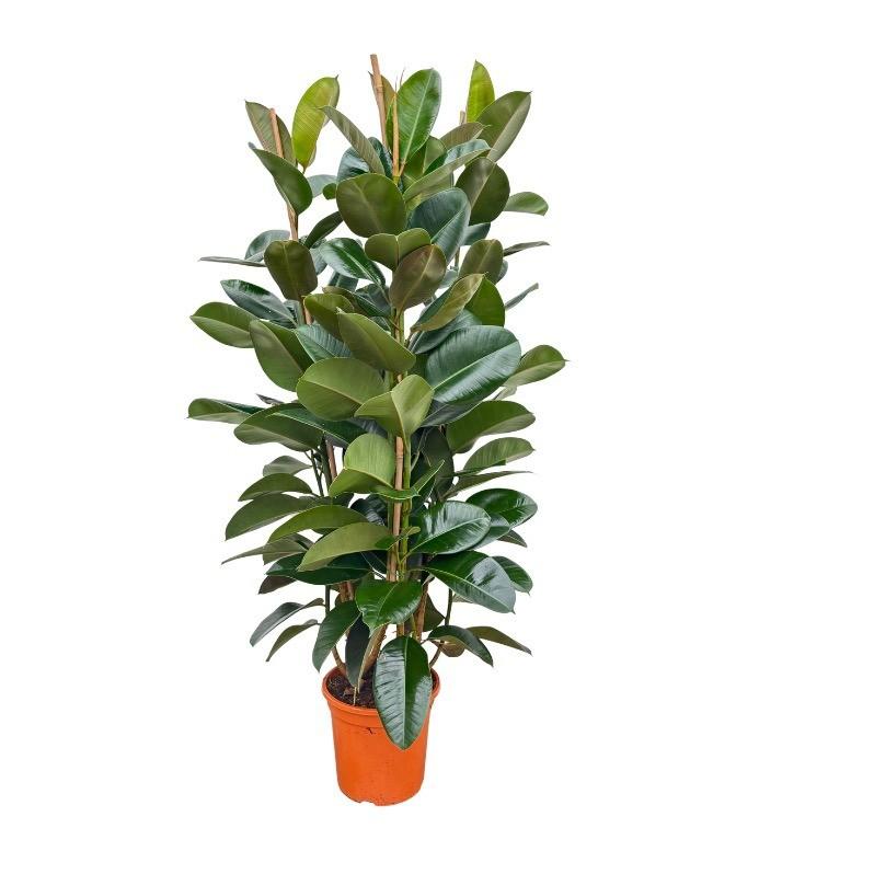 Ficus Elastica Robusta struik Ø27 140cm - ø27
