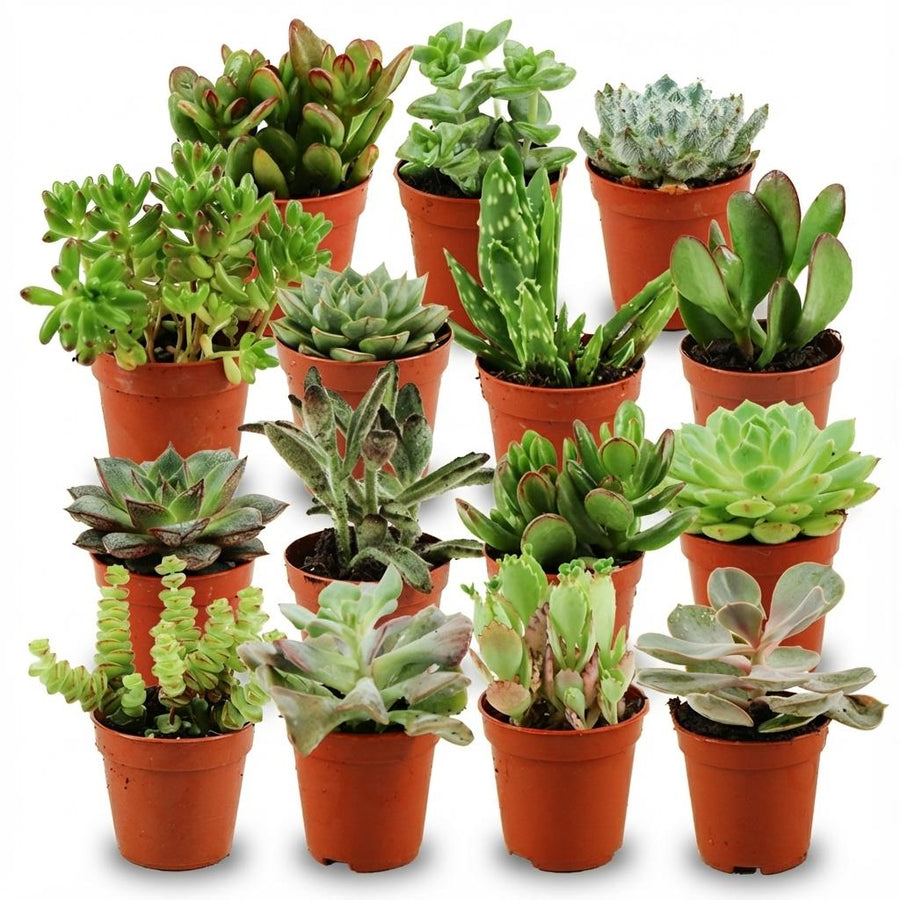 Mini succulenten mix (15 planten, pot ø5,5 cm)