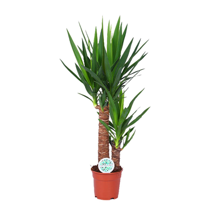 Palmlelie (Yucca elephantipes) 80 cm hoog, pot ø17 cm