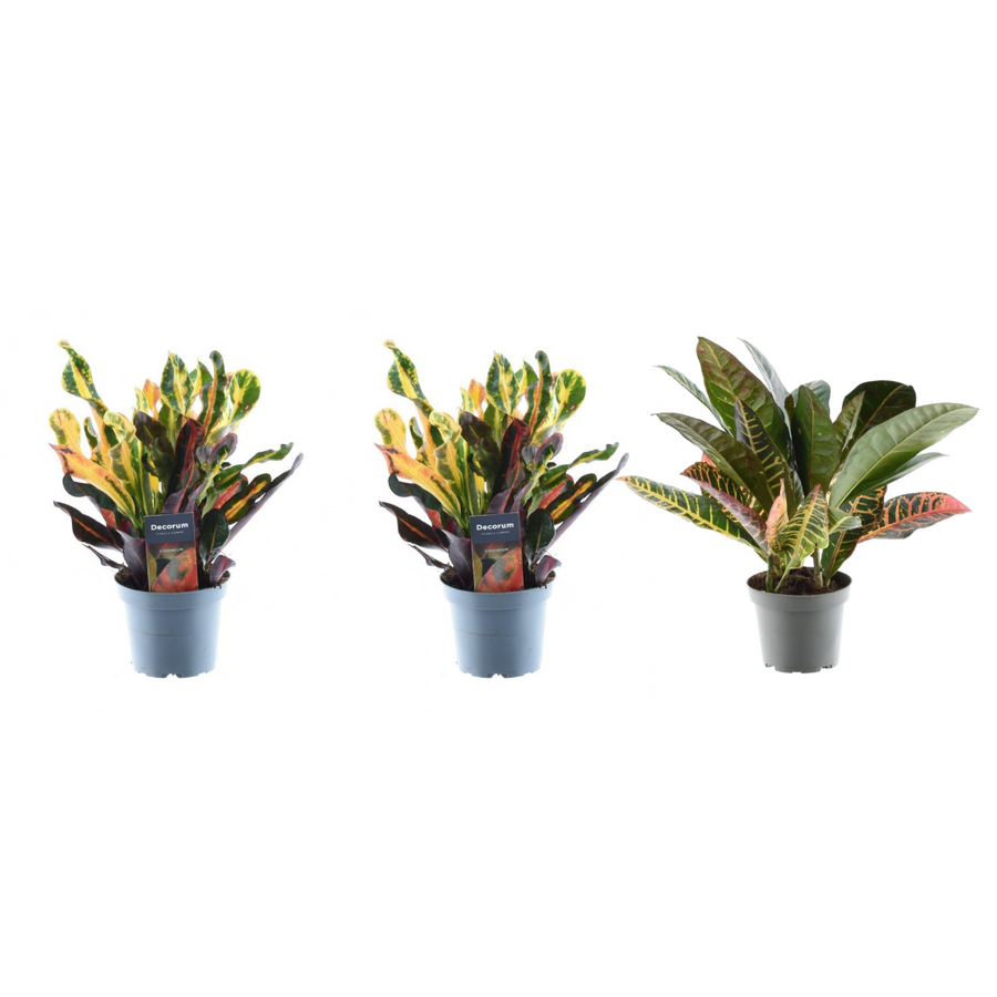 Croton-Mix (3 Pflanzen, Topf ø12 cm)