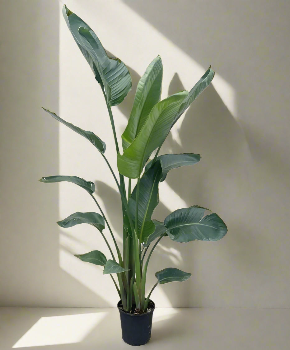 Strelitzia Nicolai plant with large green leaves in a pot, measuring 215-235cm tall and 27cm in diameter.