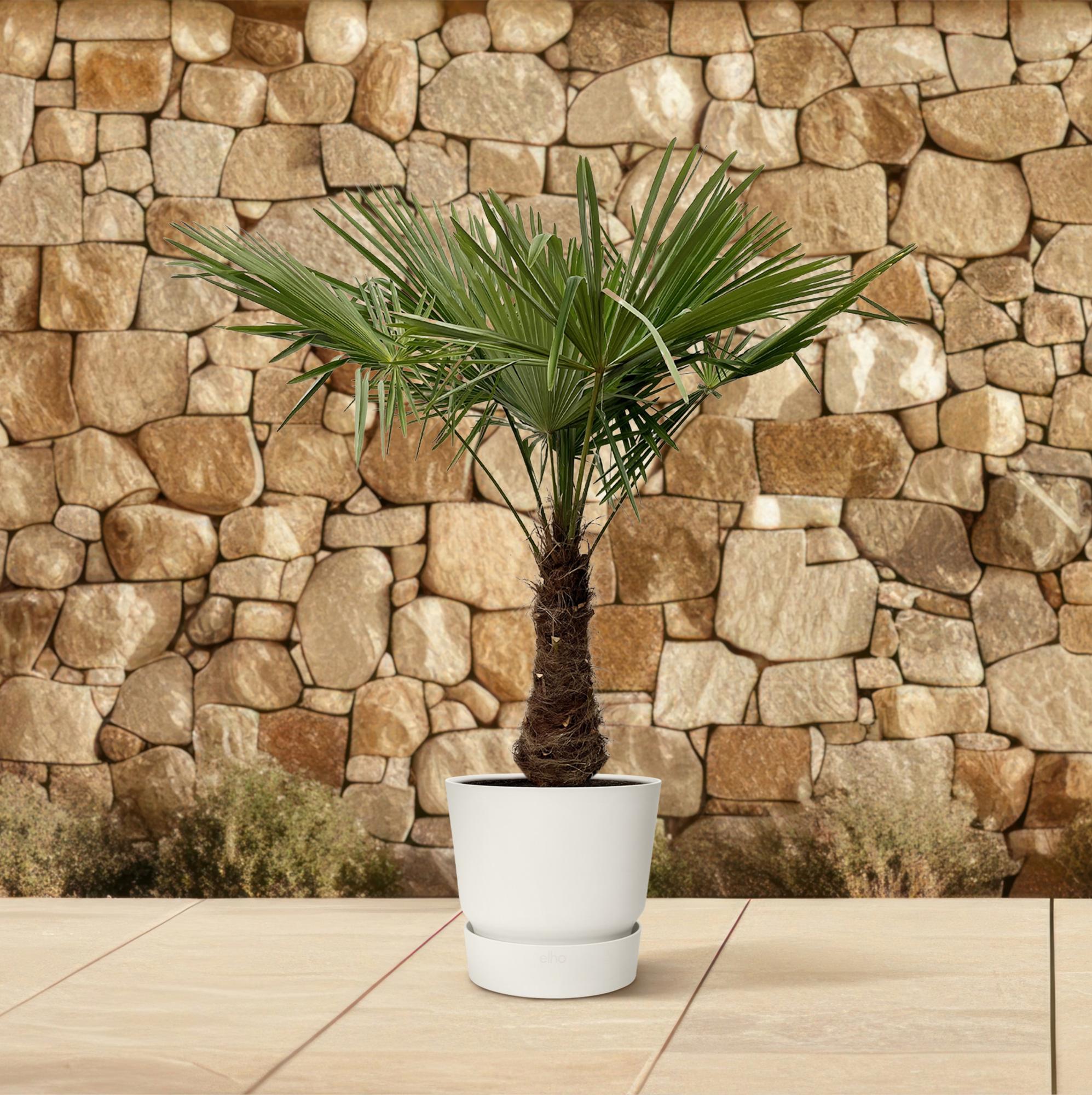 Trachycarpus - 240cm- Ø45 - XXLplant