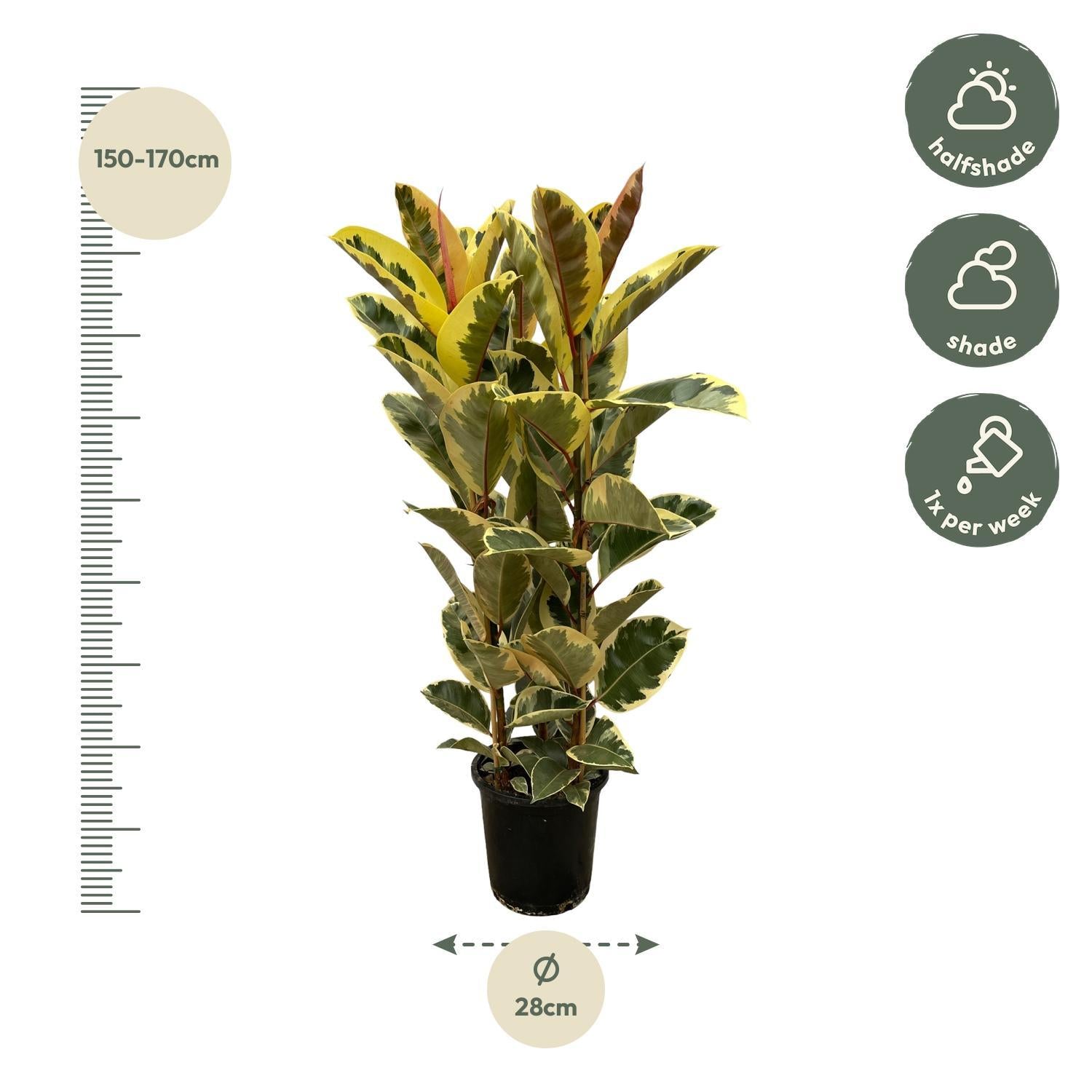 Ficus Elastica Tineke (rubberboom struik) 140 cm hoog, pot ø28 cm