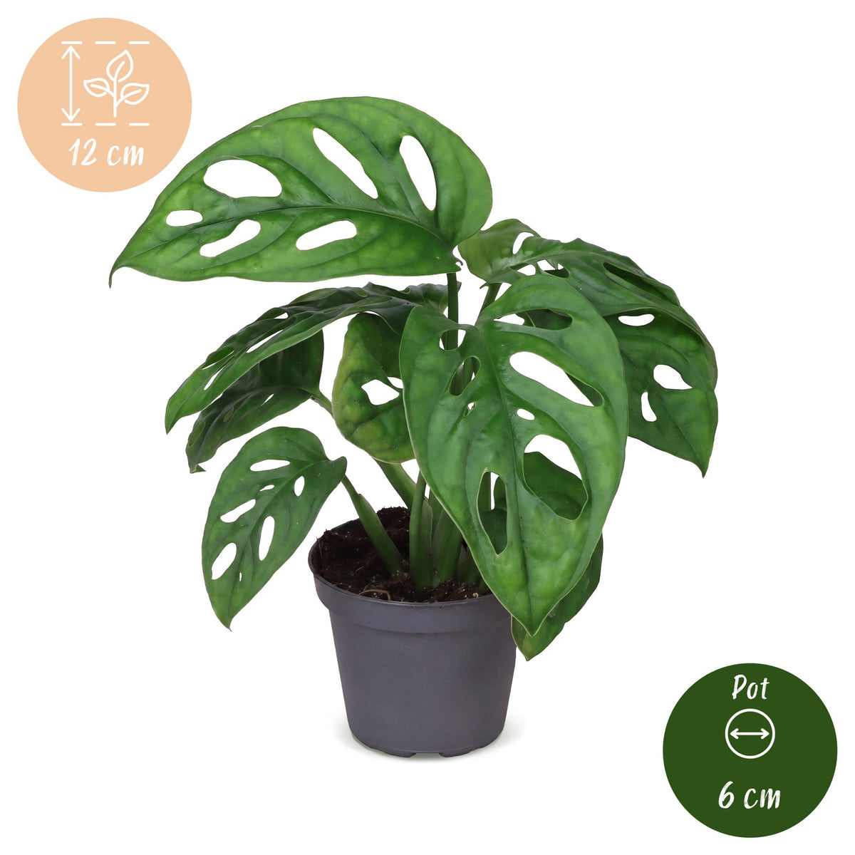 Monstera obliqua