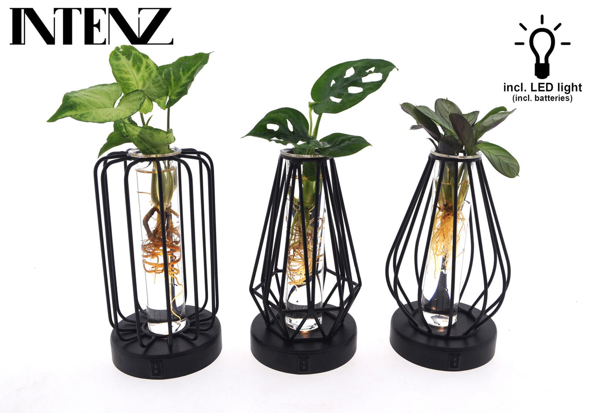 Talee in vetro con lampada LED