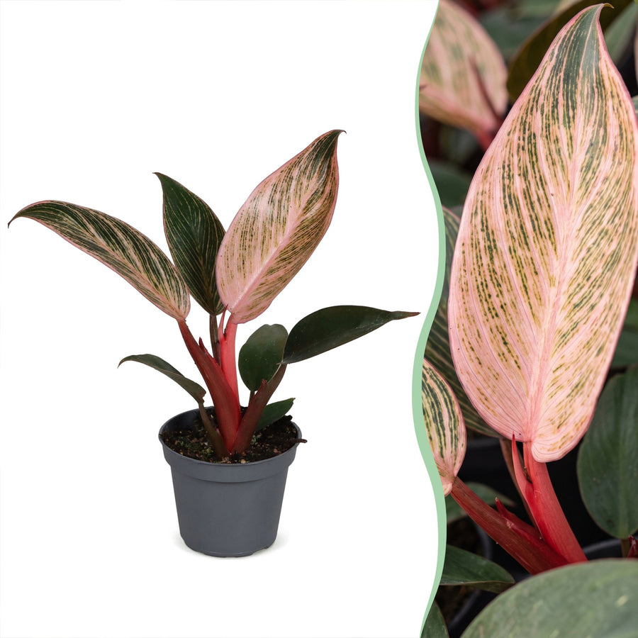 Philodendron 'Pink Bikini' 10 cm hoog, pot ø6 cm