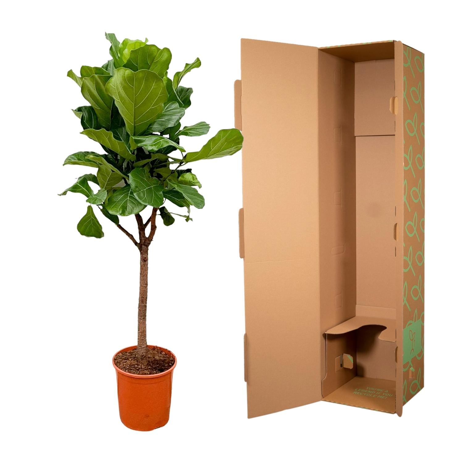 Ficus Lyrata boom - 170cm - ⌀30 - XXLplant
