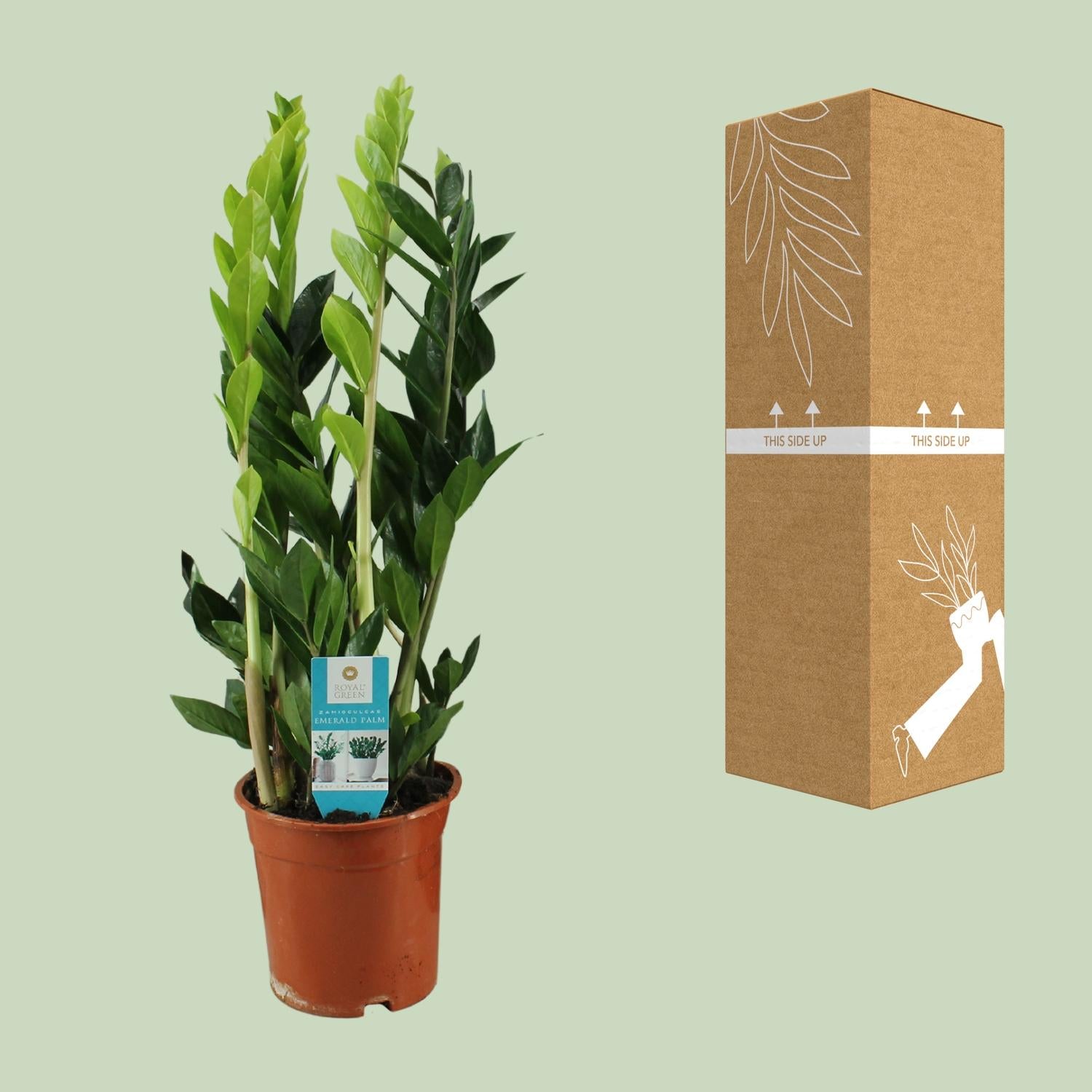 Zamioculcas zamiifolia 65 cm hoog, pot ø17 cm