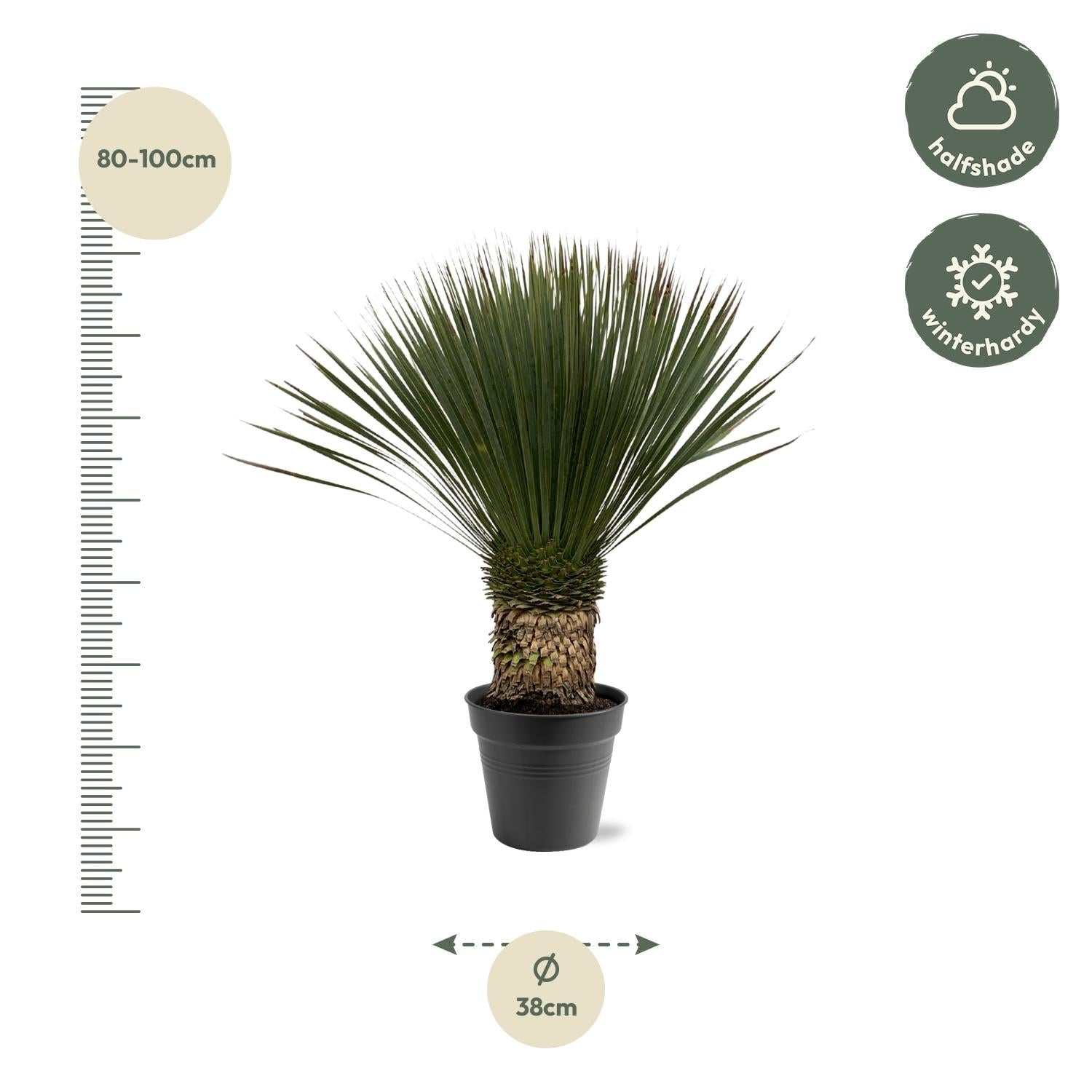 Yucca Rostrata met slanke blauwgroene bladeren en stevige stam in tuinpot van 38 cm diameter