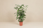 Caryota Mitis - 140 cm - ø27 - Plante XXL