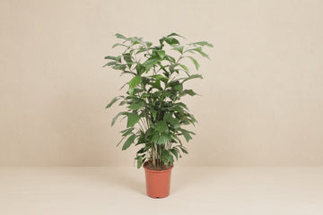 Caryota Mitis