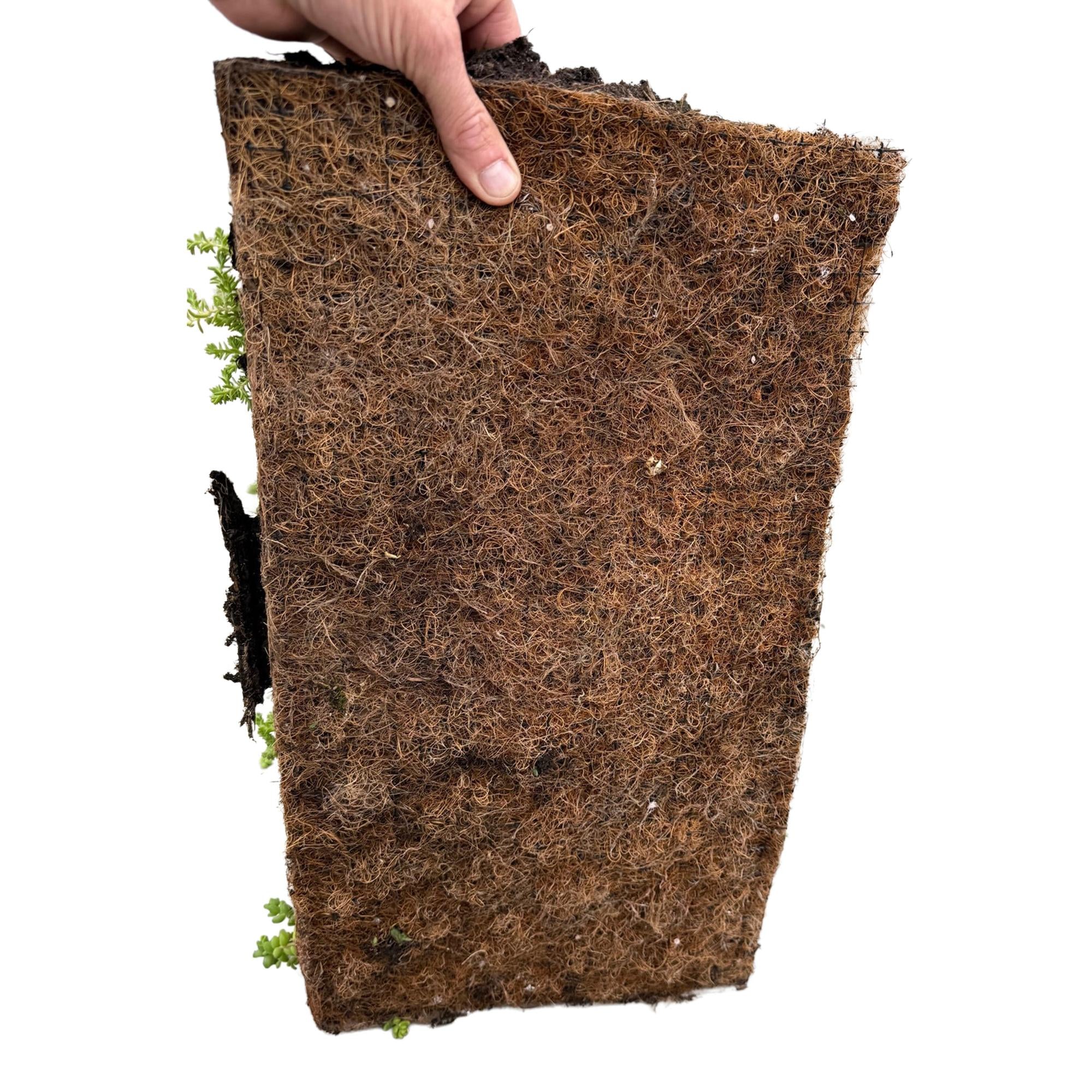 Sedum bodembedekker winterhard, set van 4 matten 50x30 cm