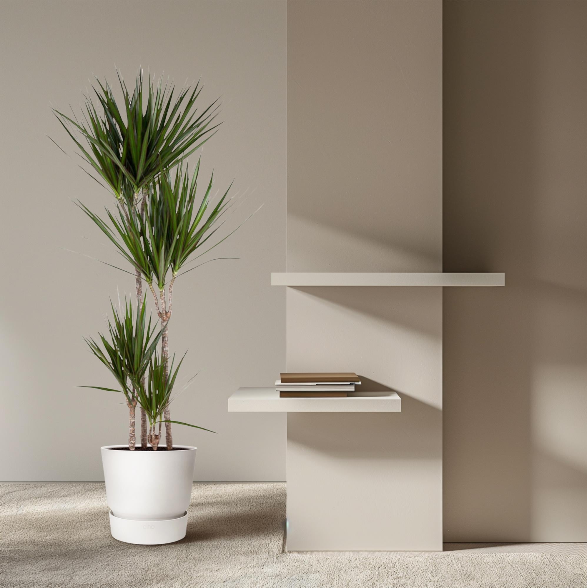 Drachenbaum (Dracaena marginata) 180 cm hoch, Topf ø27 cm