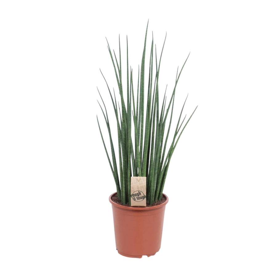 Vrouwentong (Sansevieria 'Mikado') 70 cm hoog, pot ø19 cm