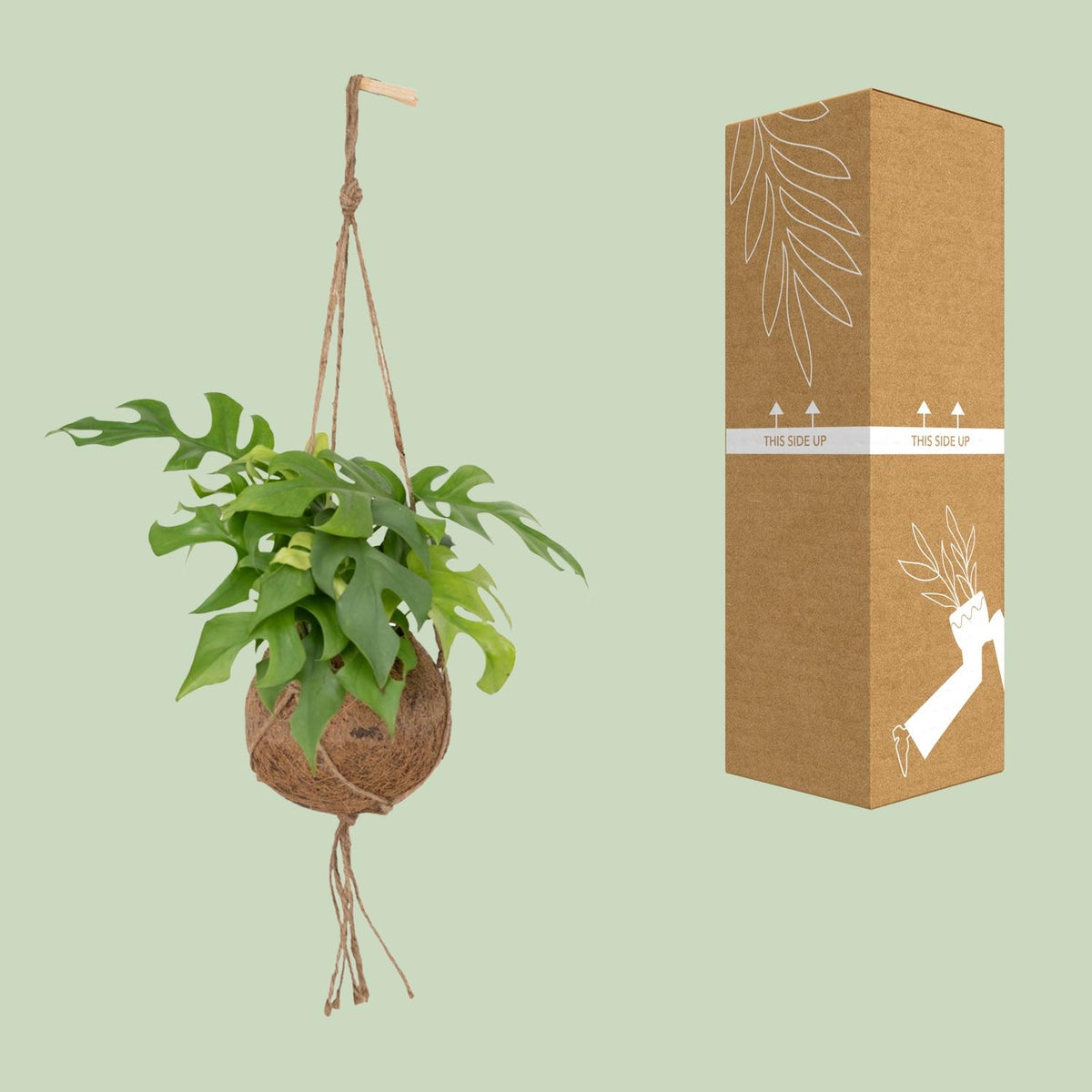 Mini monstera roślina zwisająca 25 cm wysokości, doniczka ø15 cm