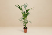 Kentiapalm (Howea Forsteriana) op 160cm — XXLplant