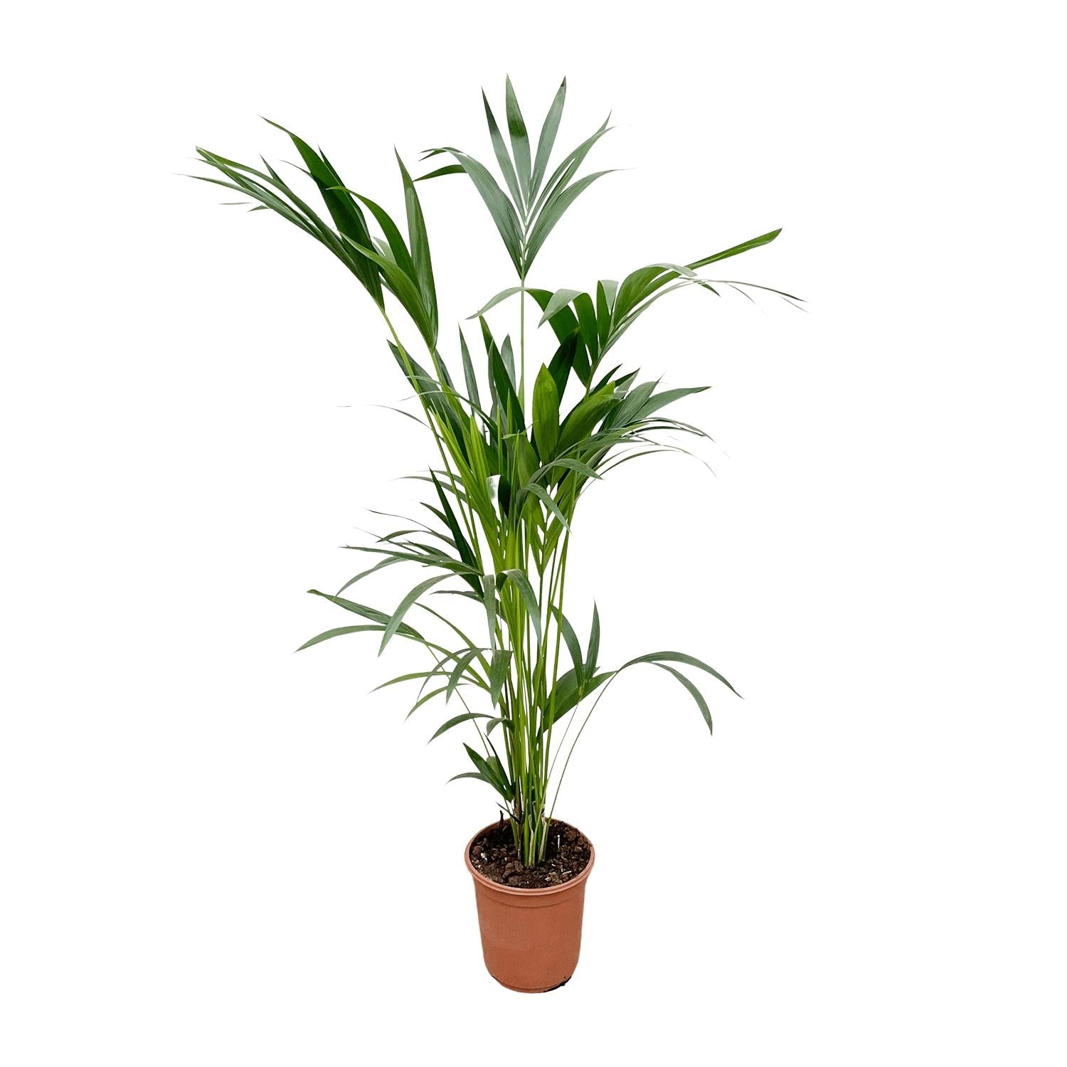 Kentia palm - 160cm - Ø24 - XXLplant