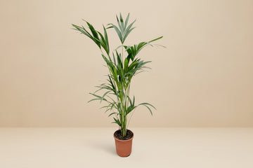 Kentia Palm