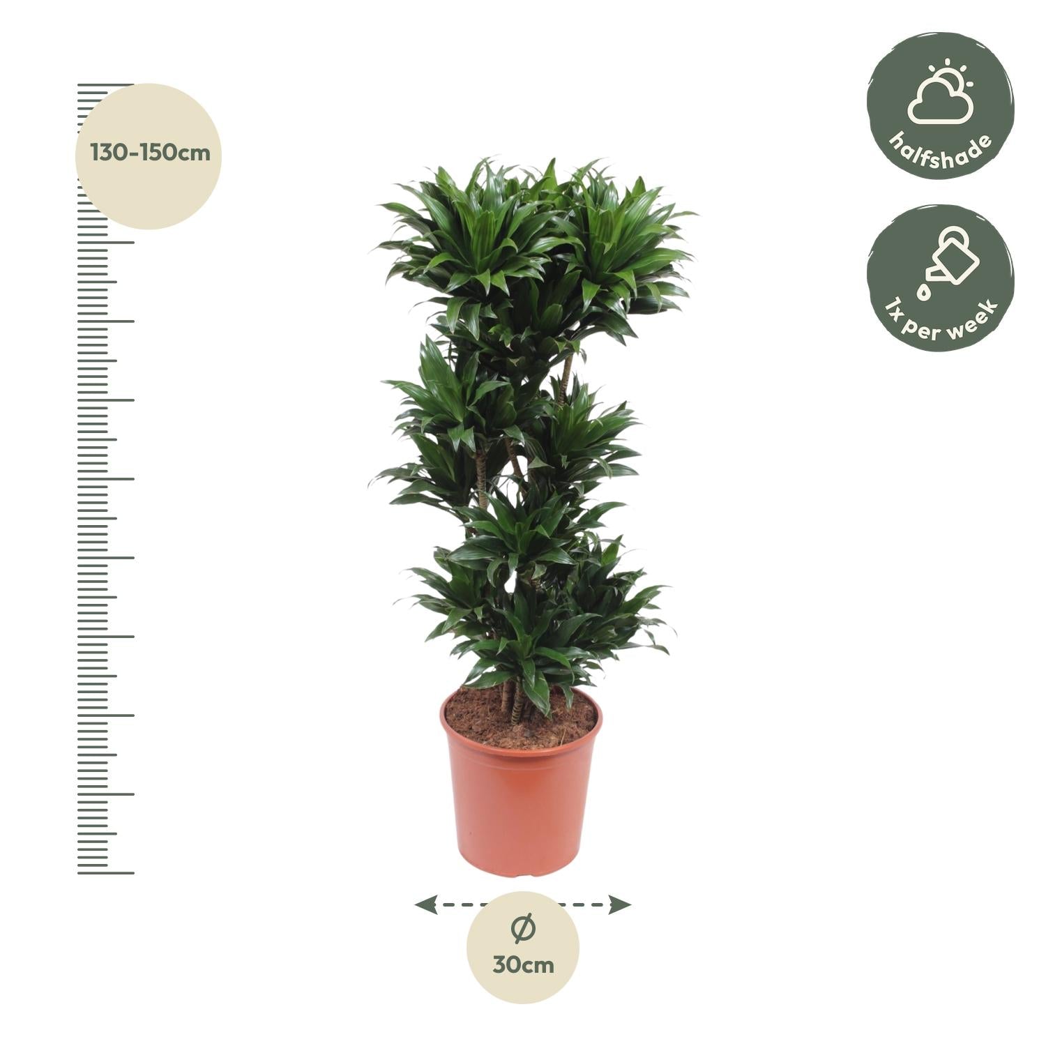 Dracaena Compacta (drakenbloedboom) 140 cm hoog, pot ø30 cm