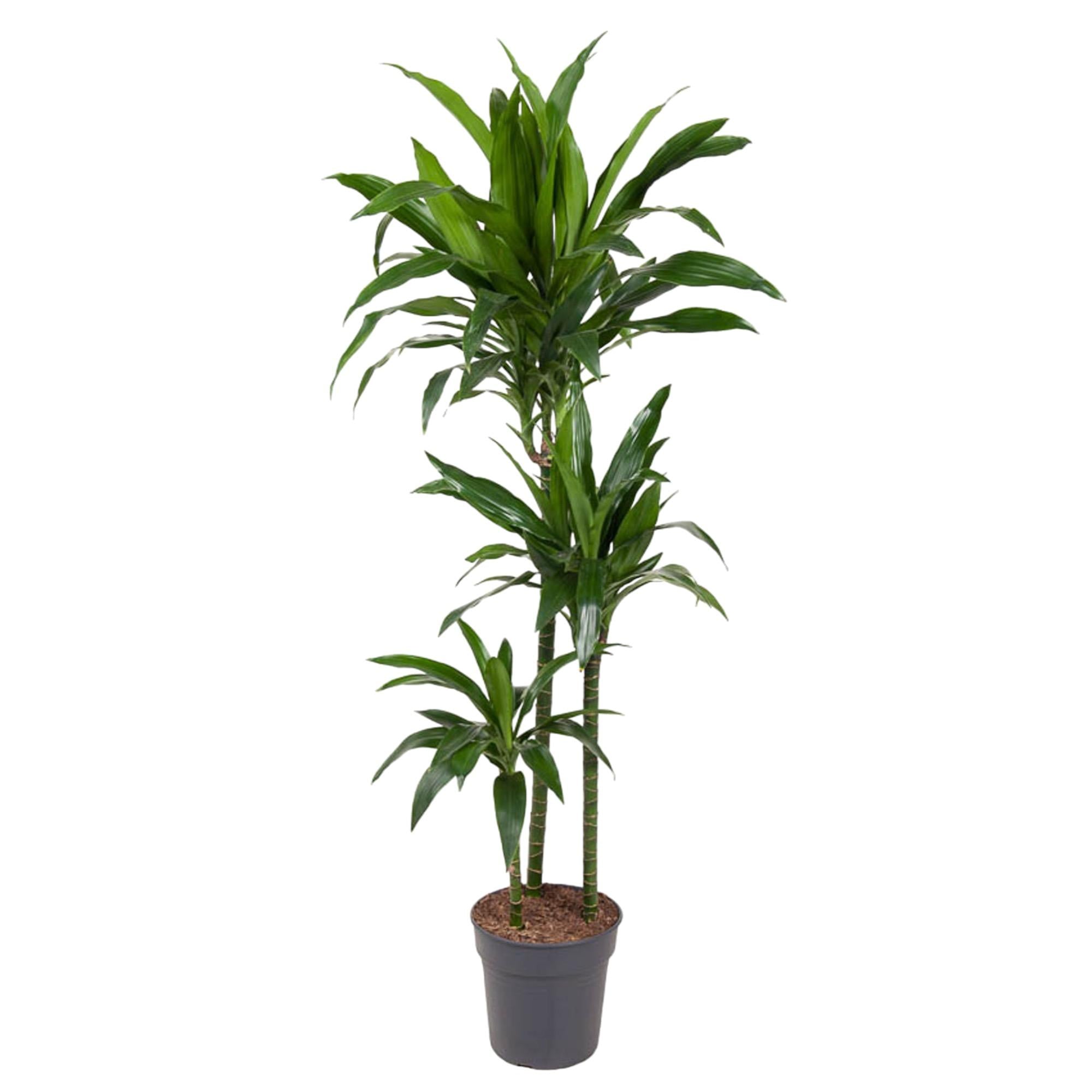 Drakenbloedboom Janet Craig (Dracaena) 150 cm hoog, pot ø24 cm