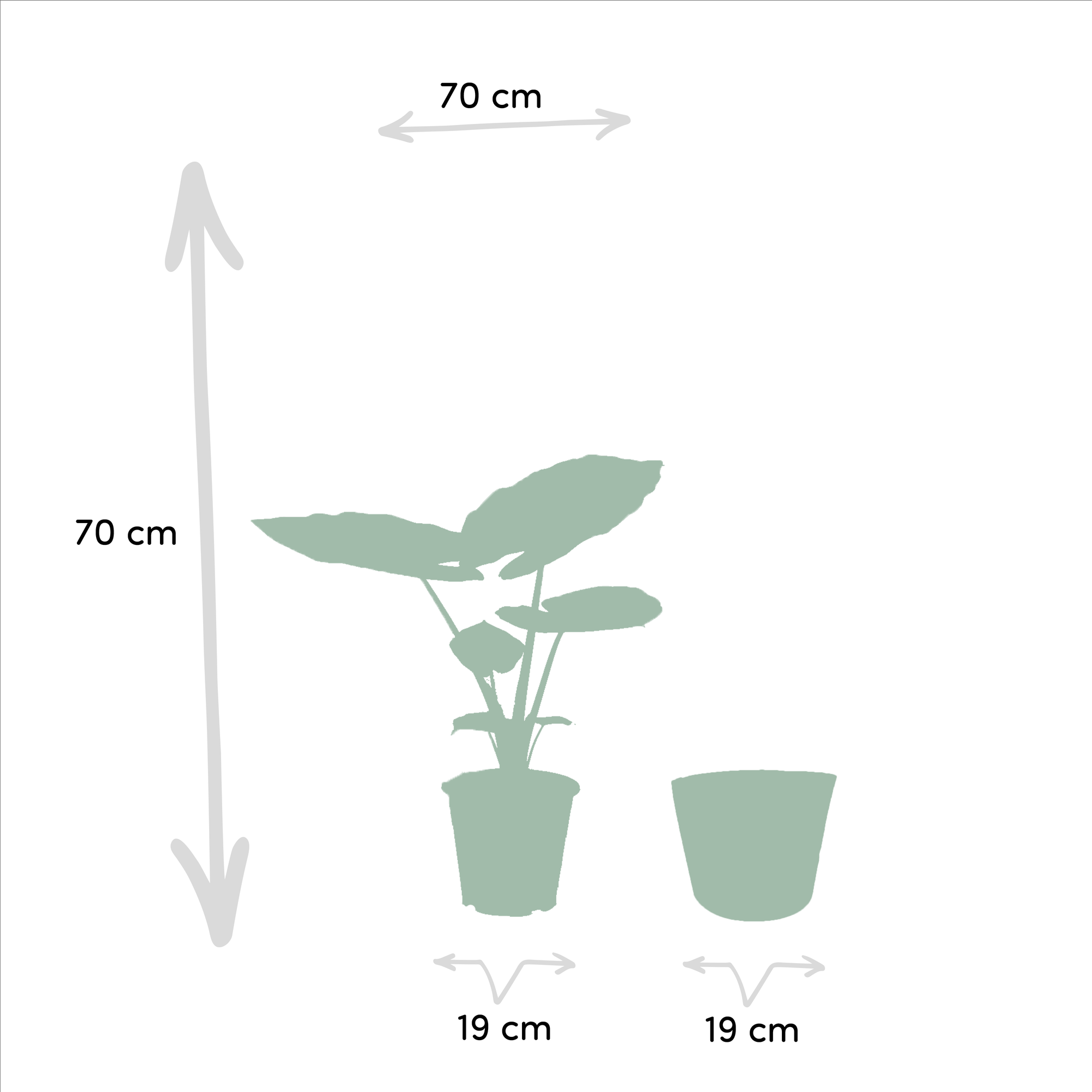 Alocasia Macrorrhiza (olifantsoor) 70 cm hoog met mand Selin