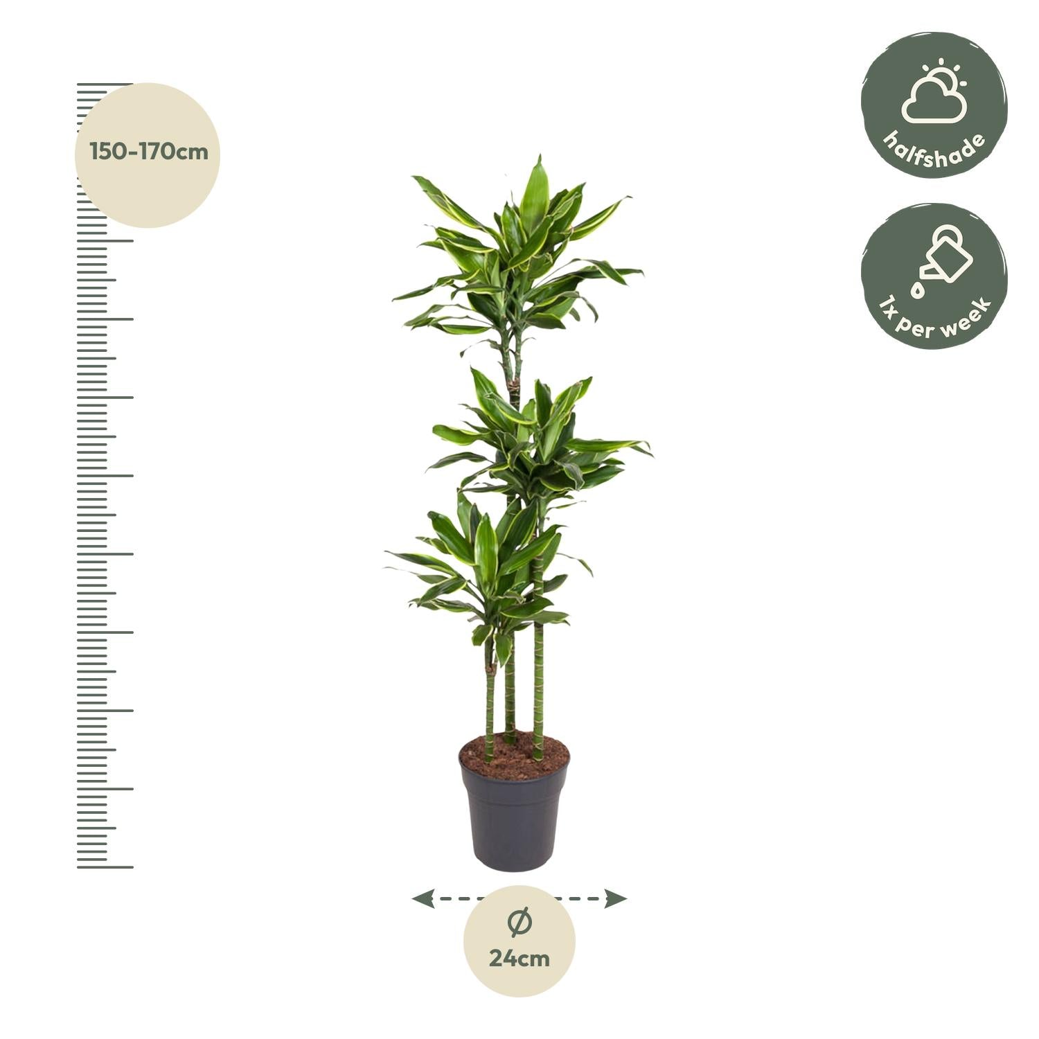 Dracaena Golden Coast 150cm - ø24