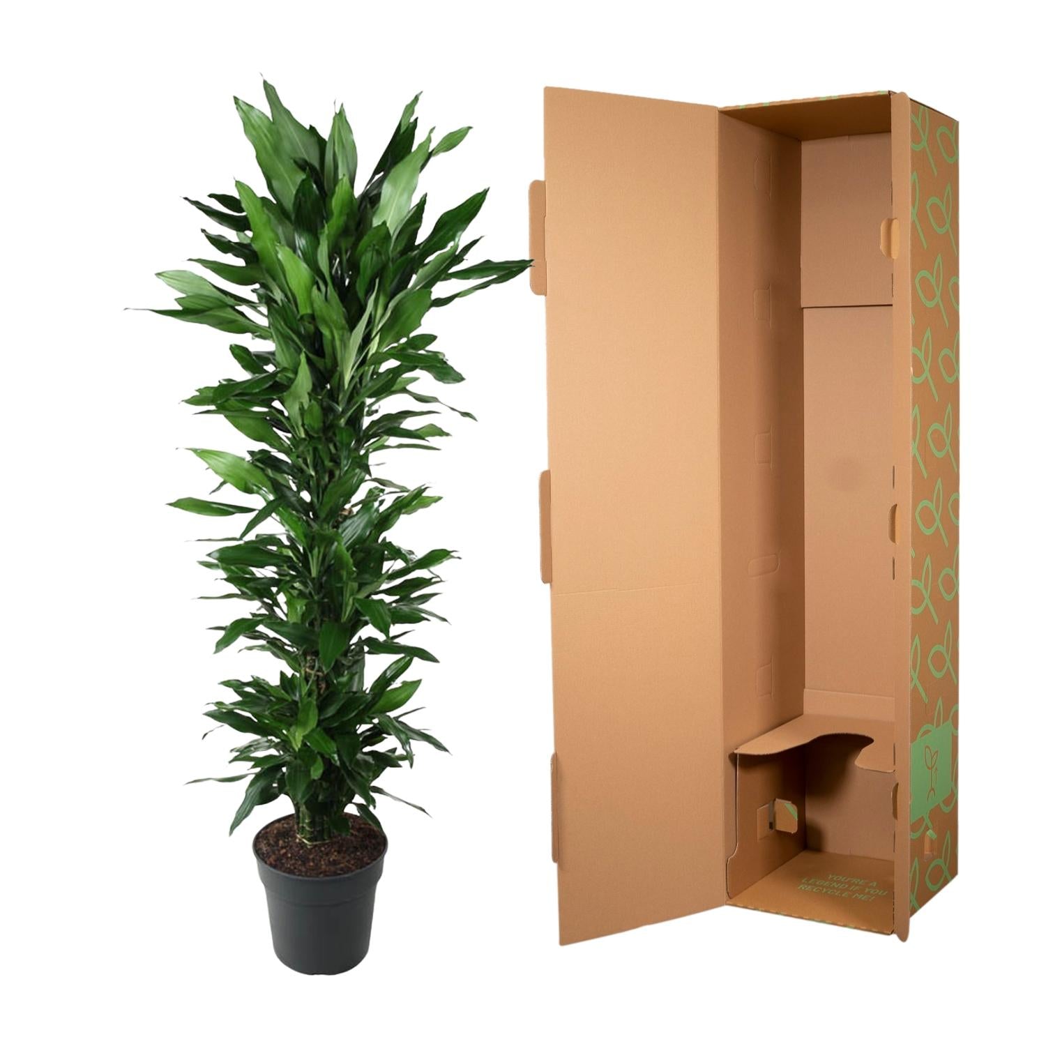 Drakenbloedboom Janet Lind vertakt (Dracaena) 170 cm hoog, pot ø34 cm