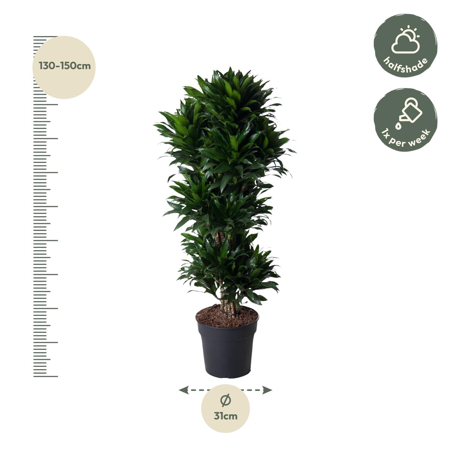 Dracaena Compacta vertakt (drakenbloedboom) 140 cm hoog, pot ø31 cm
