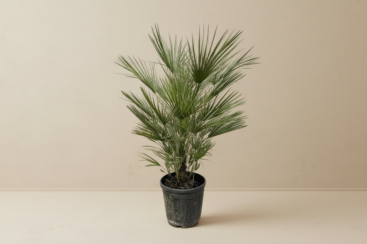 Chamaerops Humilis palm with fan-shaped leaves in a black pot, ideal for indoor and outdoor spaces.