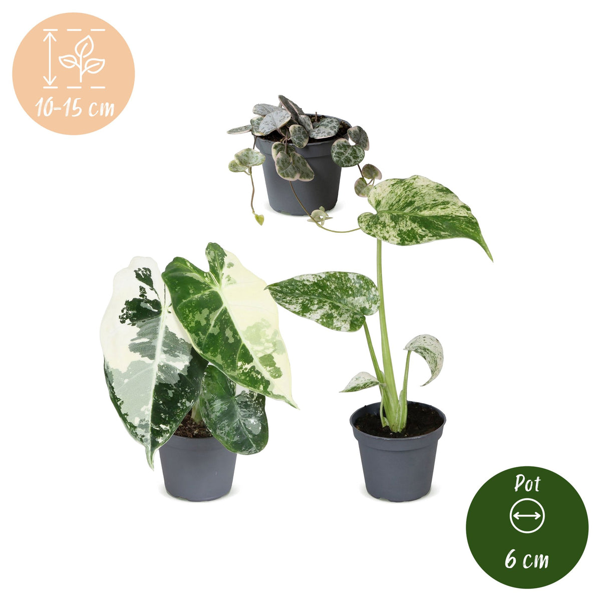 Baby Variegata Mix