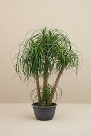 Beaucarnea